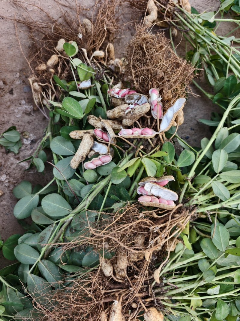 四粒红鲜花生粒粒饱满产地直发，欢迎老板来选购！