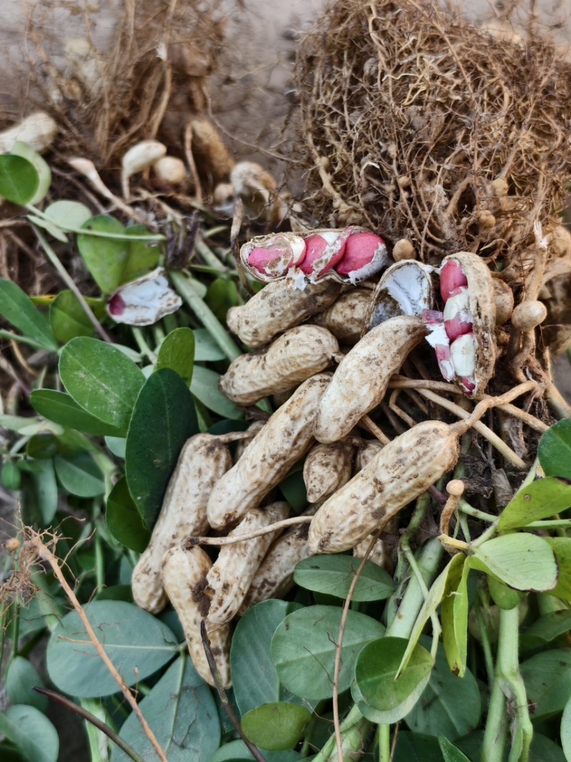 四粒红鲜花生粒粒饱满产地直发，欢迎老板来选购！