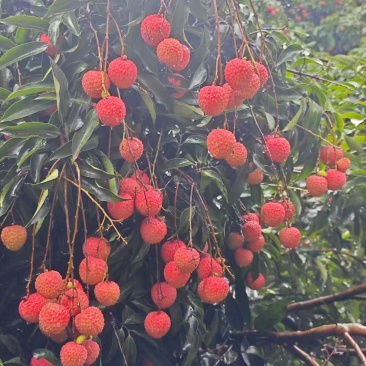 东莞本地桂味，糯米糍，欢迎来园订购