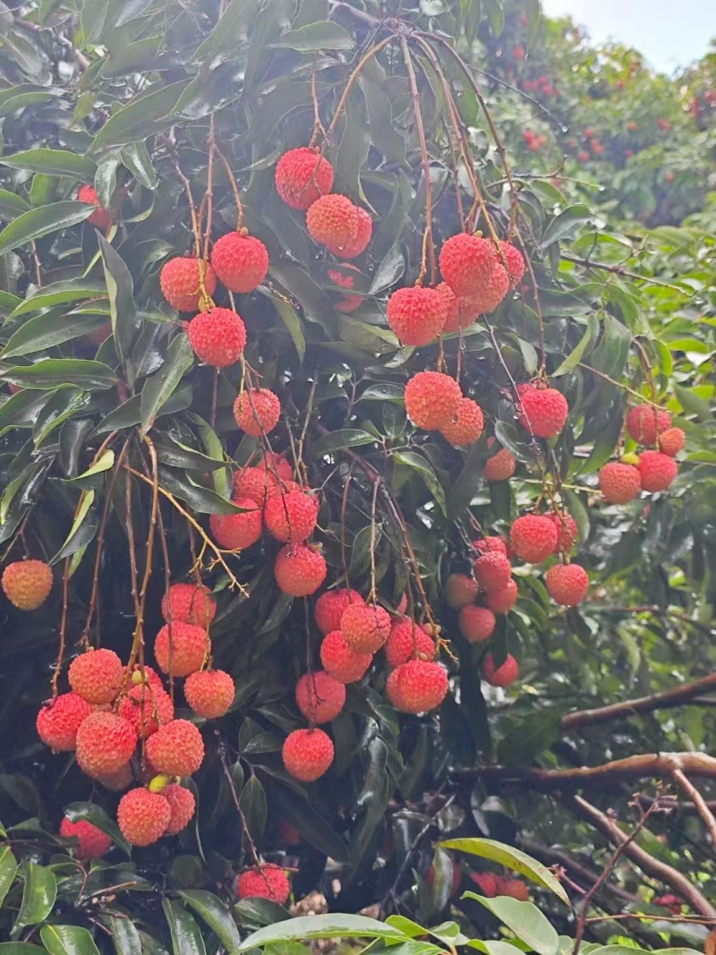 东莞本地桂味，糯米糍，欢迎来园订购
