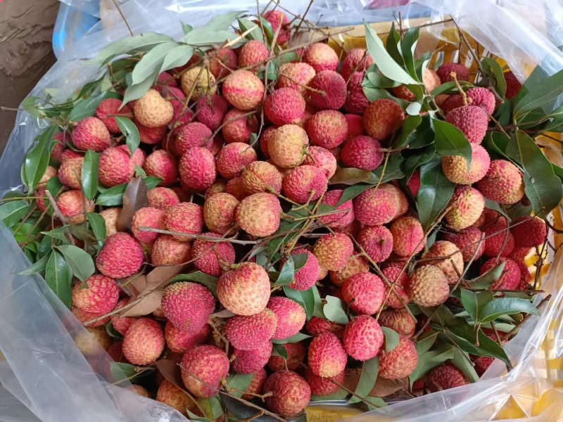 东莞本地桂味，糯米糍，欢迎来园订购
