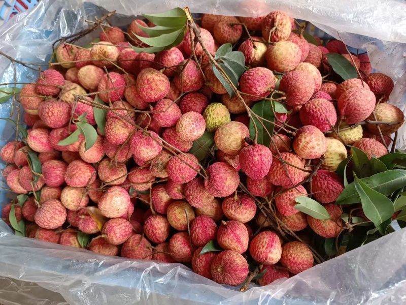 东莞本地桂味，糯米糍，欢迎来园订购