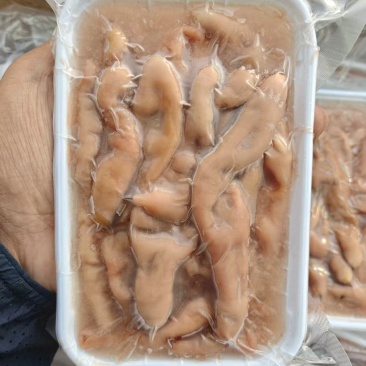 海肠