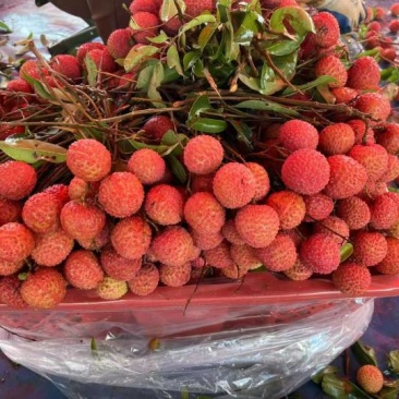 惠来县桂味荔枝