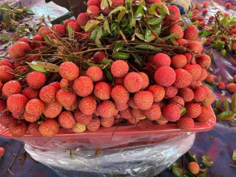 惠来县桂味荔枝