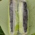 水果玉米，鲜食玉米，白糯玉米，彩糯玉米，真空独立包装