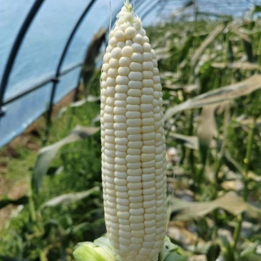 水果玉米，鲜食玉米，白糯玉米，彩糯玉米，真空独立包装