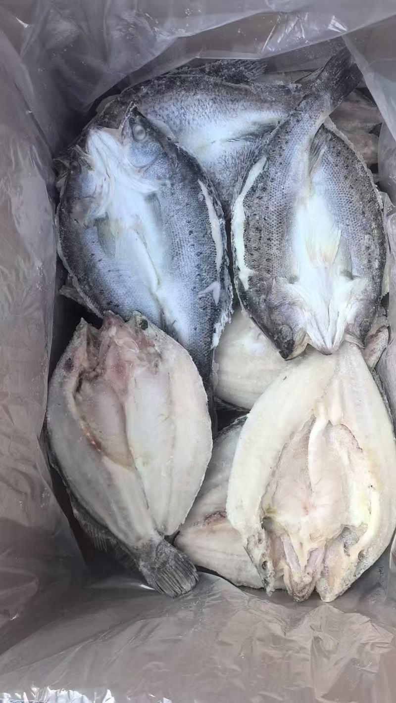 开背鲈鱼
