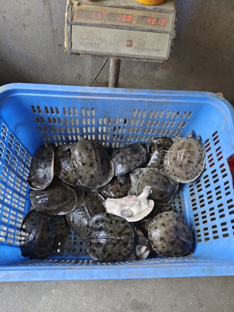 温室甲鱼大量供应，有需要联系，量大优惠