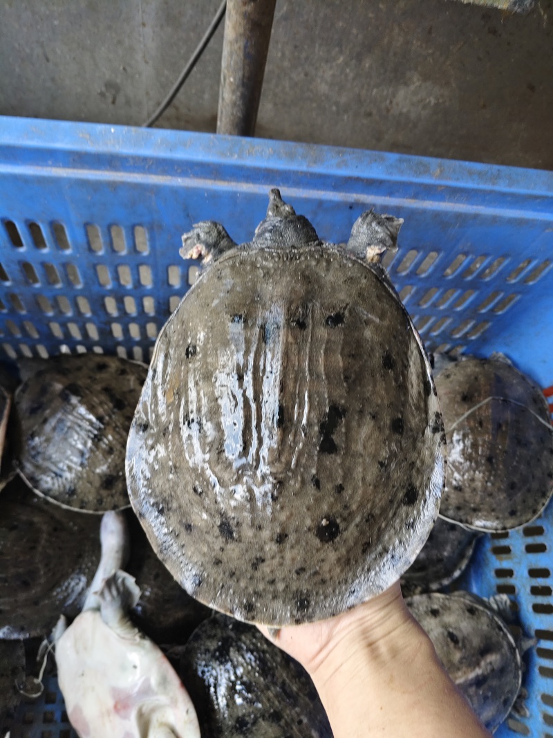 温室甲鱼大量供应，有需要联系，量大优惠