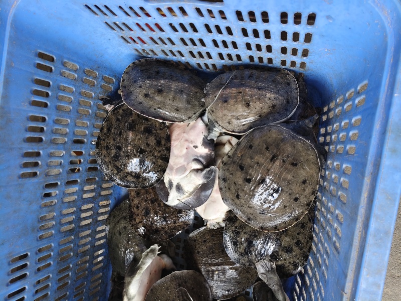 温室甲鱼大量供应，有需要联系，量大优惠
