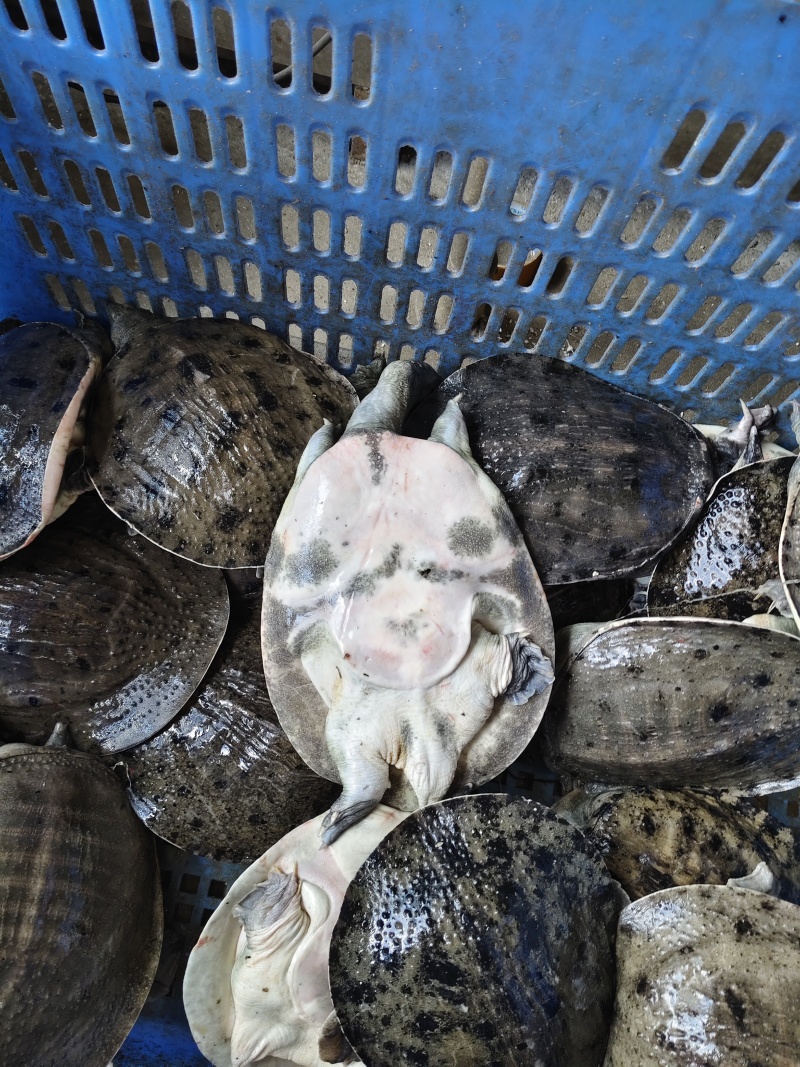 温室甲鱼大量供应，有需要联系，量大优惠