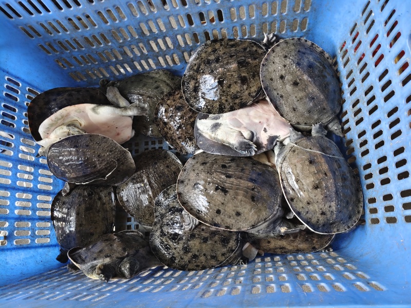 温室甲鱼大量供应，有需要联系，量大优惠
