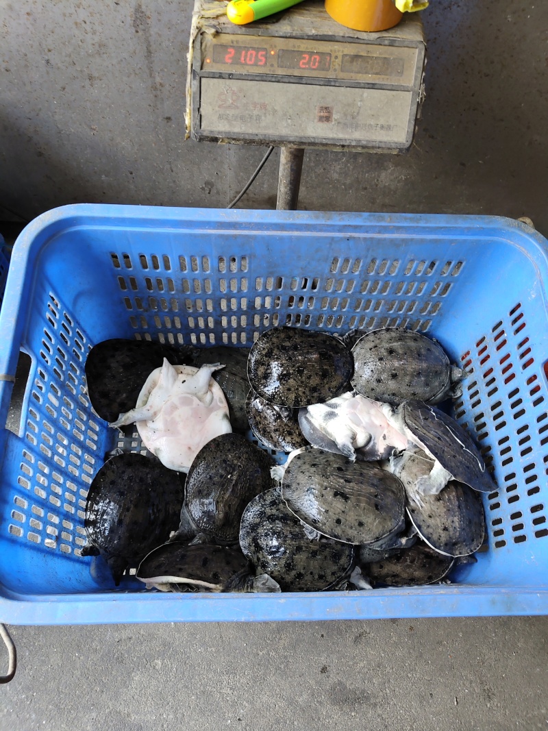 温室甲鱼大量供应，有需要联系，量大优惠