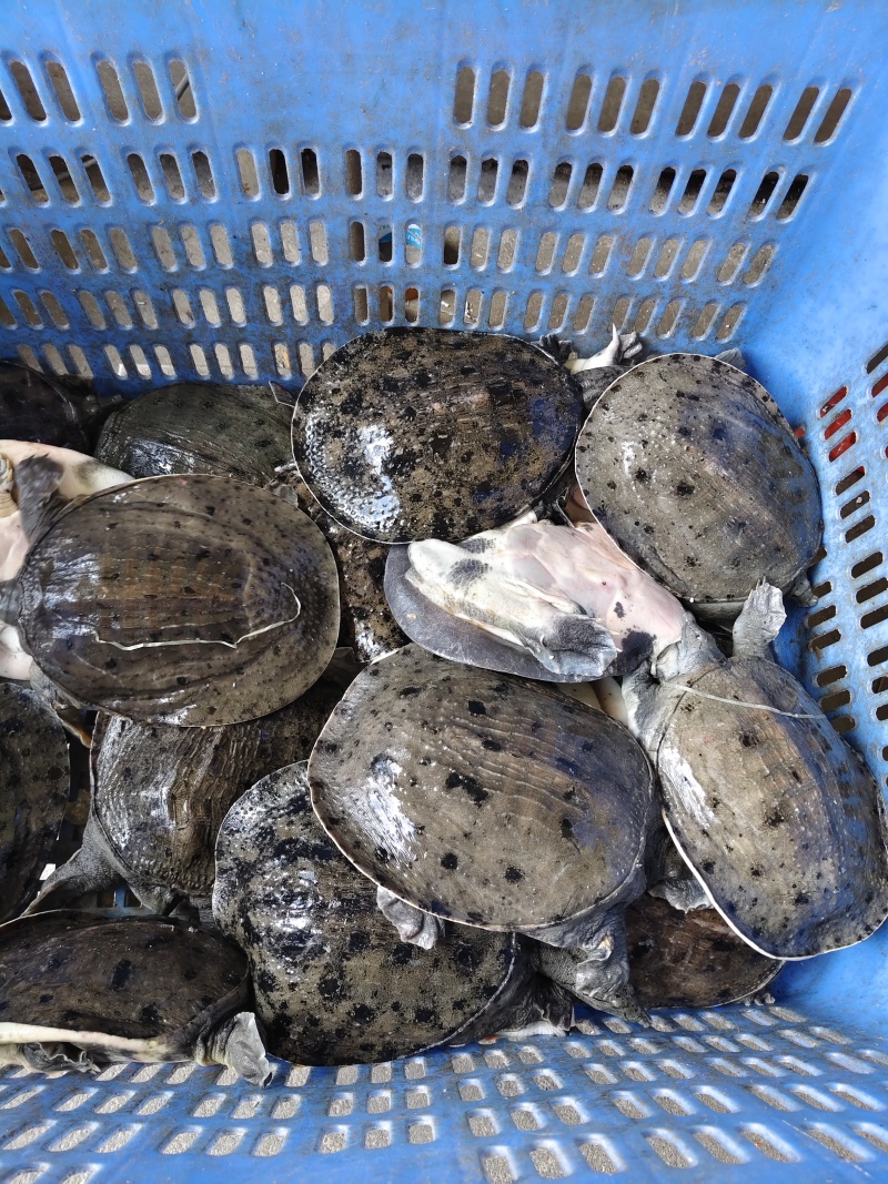 温室甲鱼大量供应，有需要联系，量大优惠