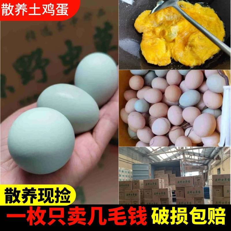 农家林里散养绿壳乌鸡蛋五谷绿壳鸡蛋蛋清粘稠土鸡蛋口感佳