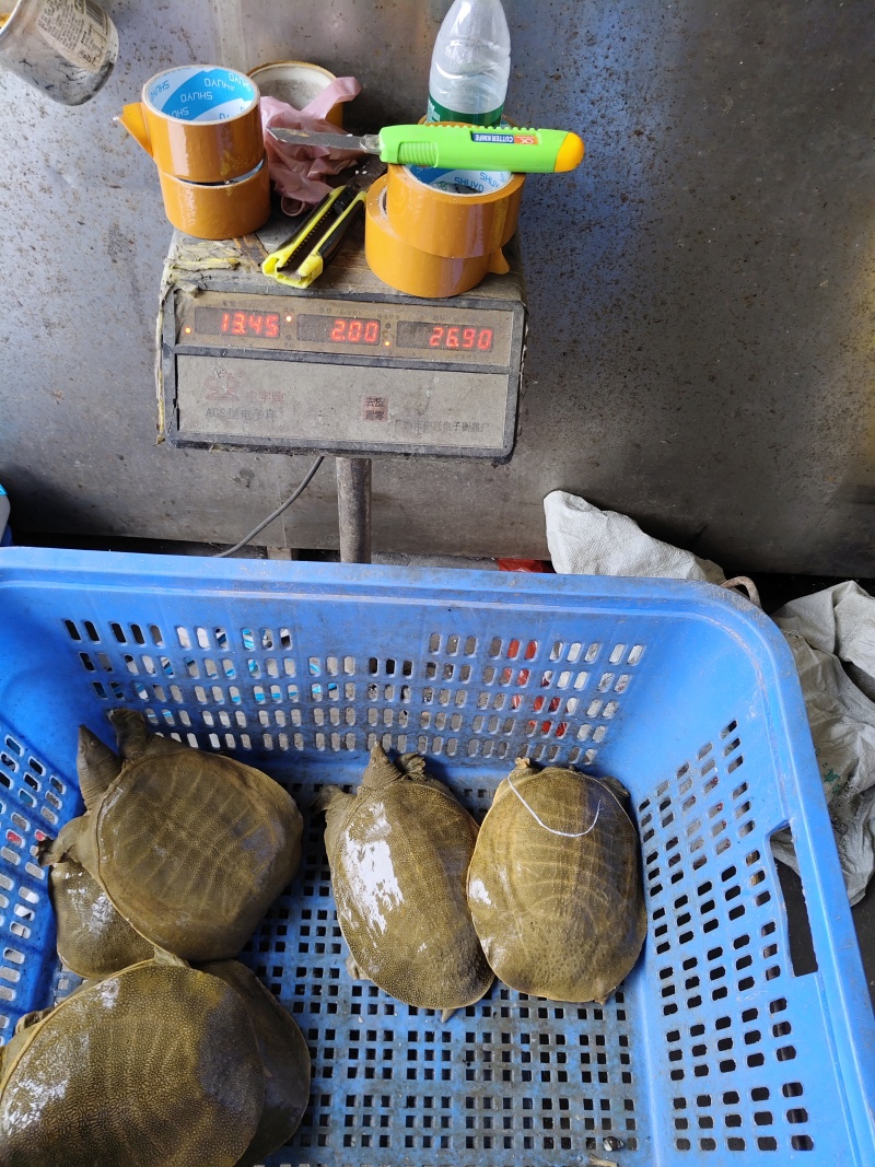 黄沙鳖公甲鱼，4年纯外塘养殖，好品质，吃鱼虾长大