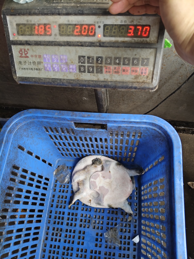 青背白底外塘甲鱼，量大优惠，支持全国发货，一级批发市场
