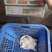 青背白底外塘甲鱼，量大优惠，支持全国发货，一级批发市场