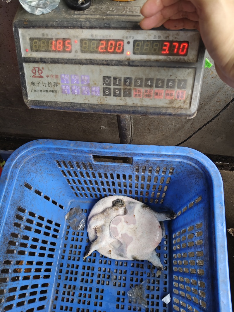 青背白底外塘甲鱼，量大优惠，支持全国发货，一级批发市场