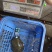 青背白底外塘甲鱼，量大优惠，支持全国发货，一级批发市场
