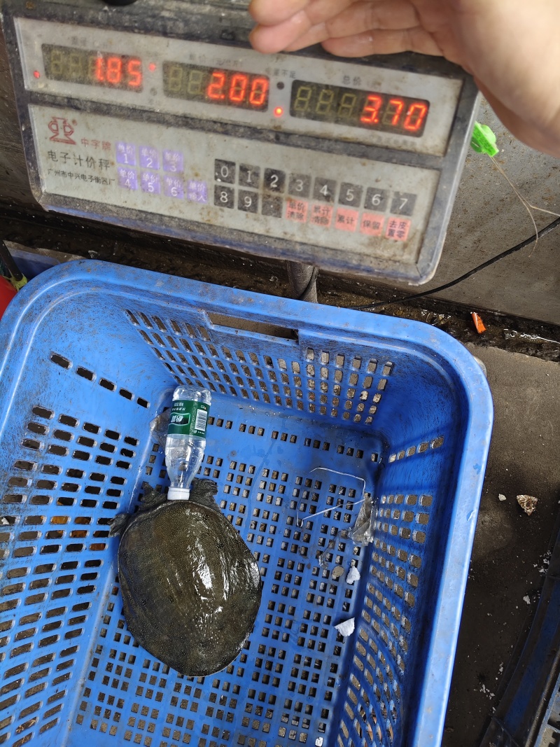 青背白底外塘甲鱼，量大优惠，支持全国发货，一级批发市场