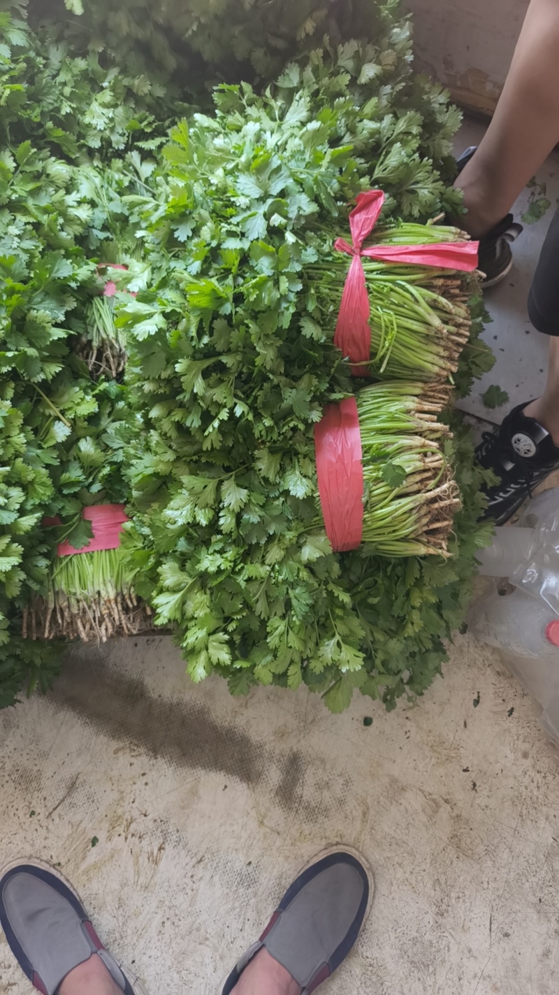 吉林大油豆角，大量上市，质量保证，欢迎前来订购，