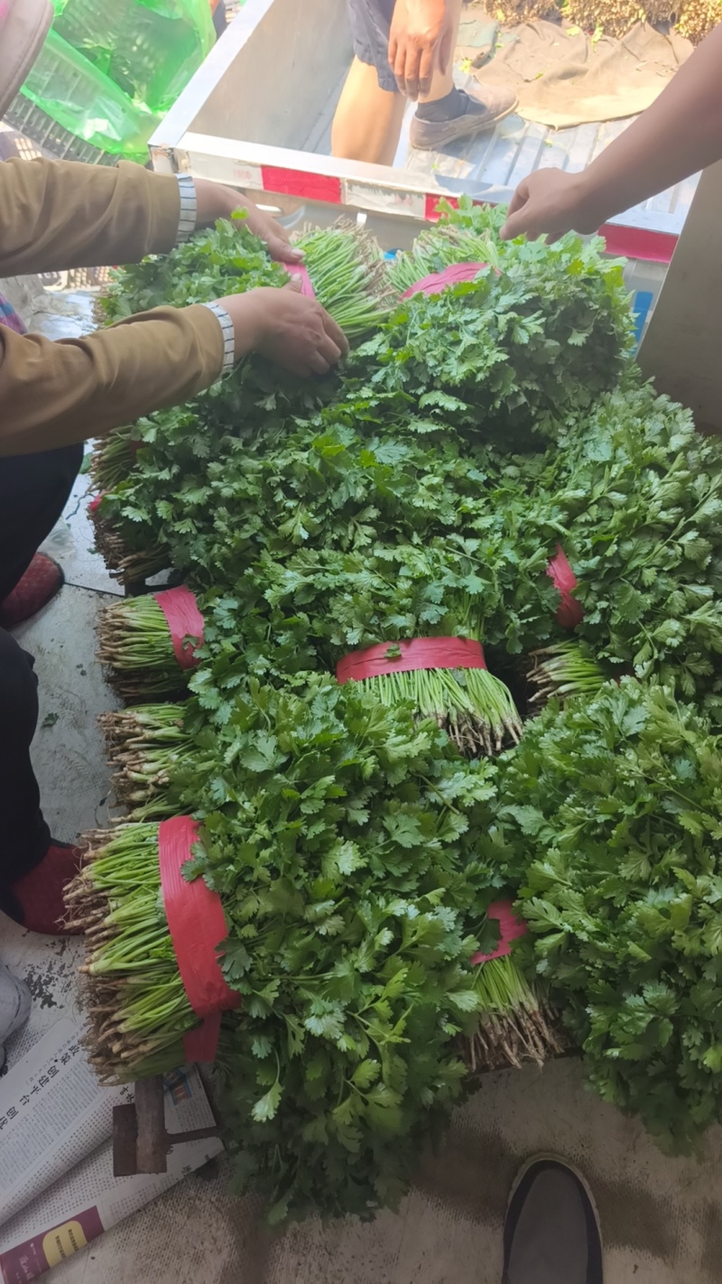 吉林大油豆角，大量上市，质量保证，欢迎前来订购，