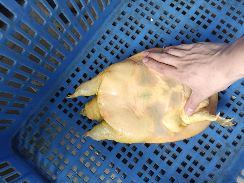 生态外塘黄沙鳖，甲鱼，母鱼，外塘甲鱼