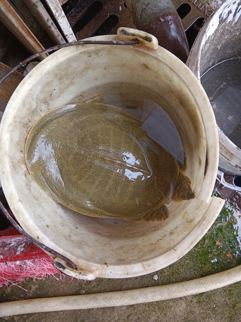 生态外塘黄沙鳖，甲鱼，母鱼，外塘甲鱼