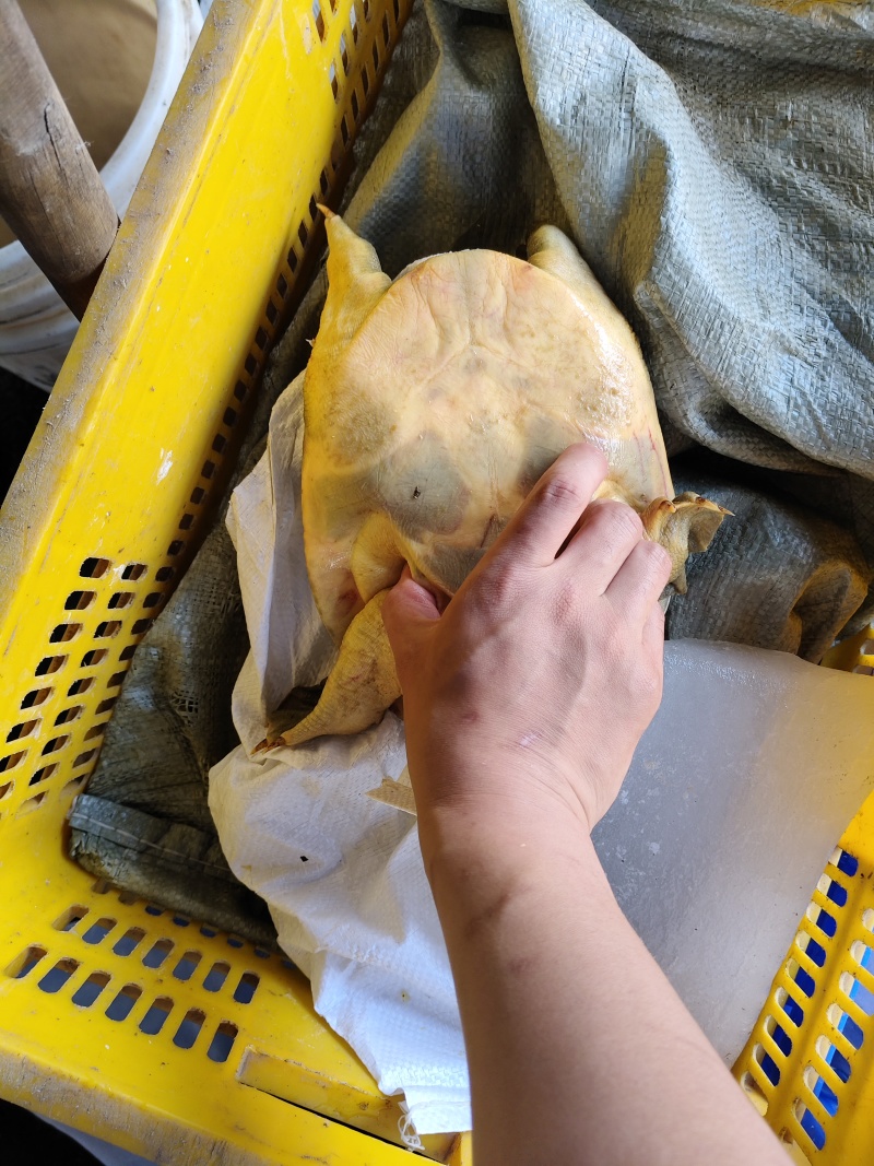 生态外塘黄沙鳖，甲鱼，母鱼，外塘甲鱼