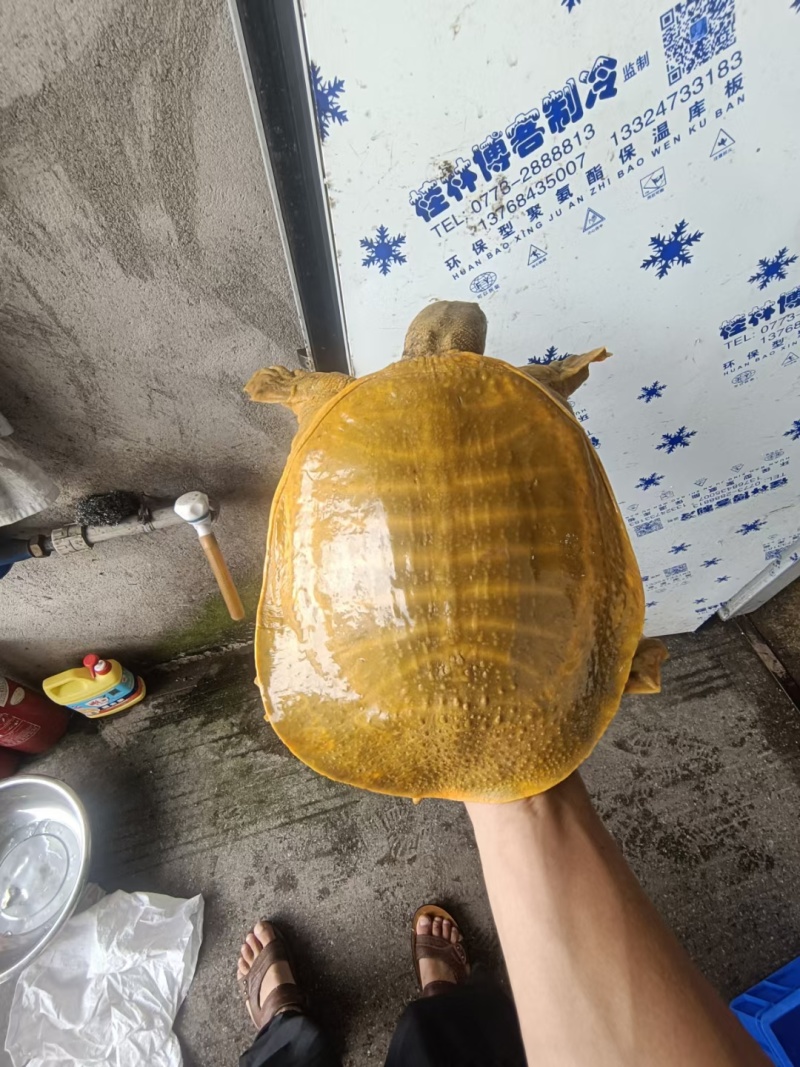 生态外塘黄沙鳖，甲鱼，母鱼，外塘甲鱼