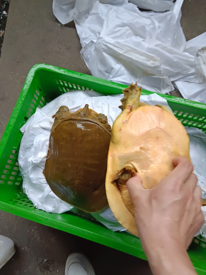 生态外塘黄沙鳖，甲鱼，母鱼，外塘甲鱼