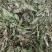 野生新鲜干货车前草大货供应水洗干净一手货源整车走