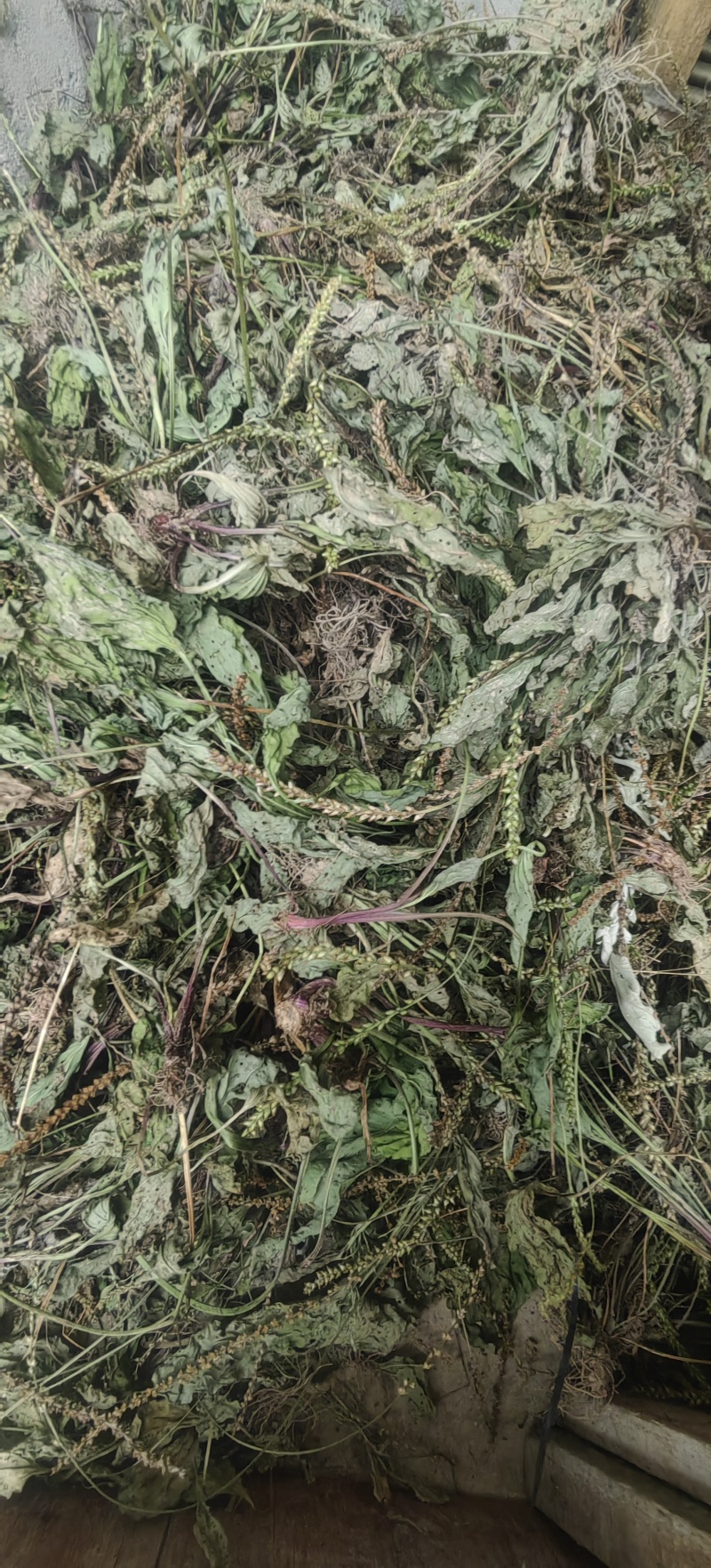 野生新鲜干货车前草大货供应水洗干净一手货源整车走