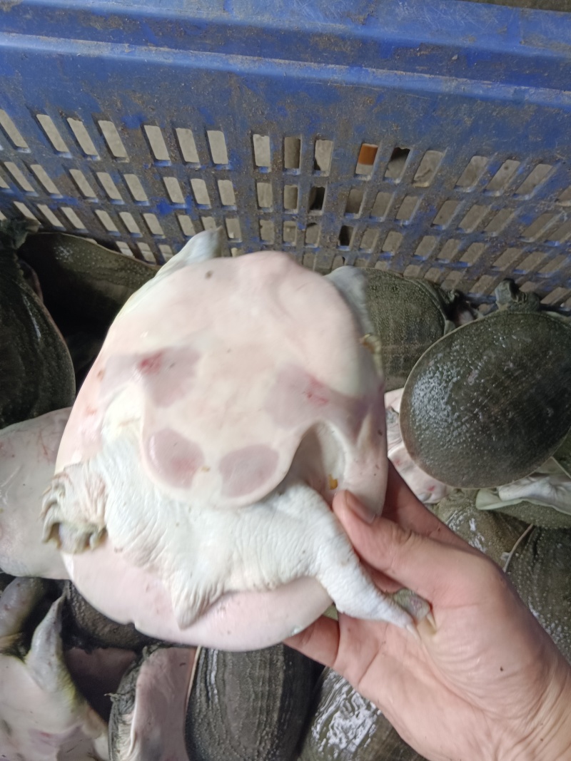 外塘冷水甲鱼，大量现货供应，有需要联系