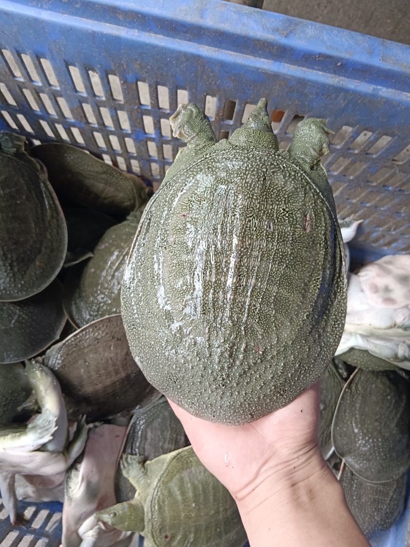 外塘冷水甲鱼，大量现货供应，有需要联系