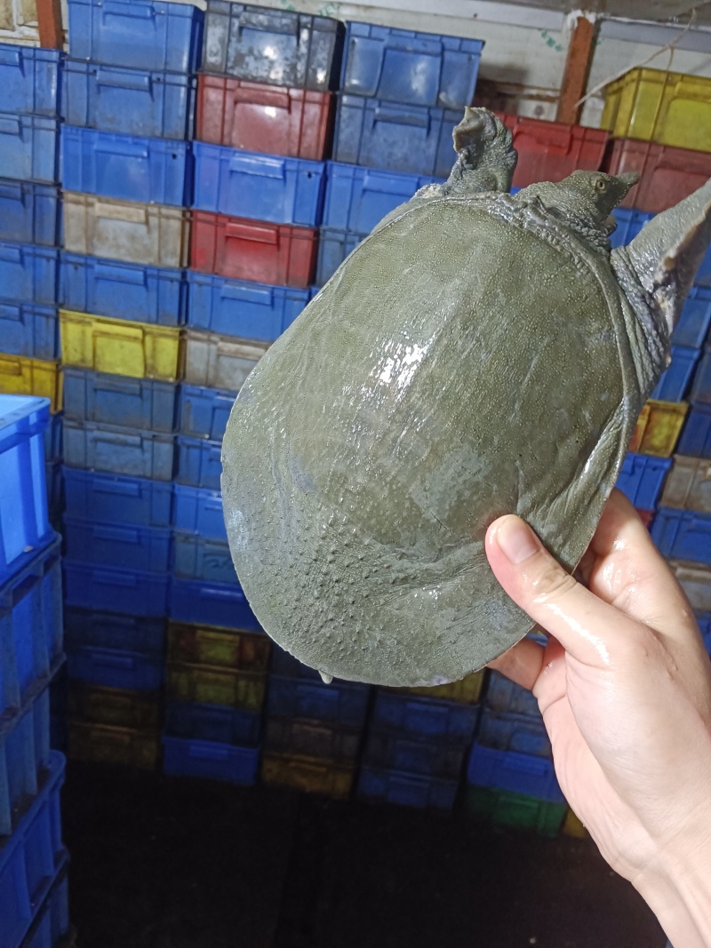 外塘冷水甲鱼，大量现货供应，有需要联系