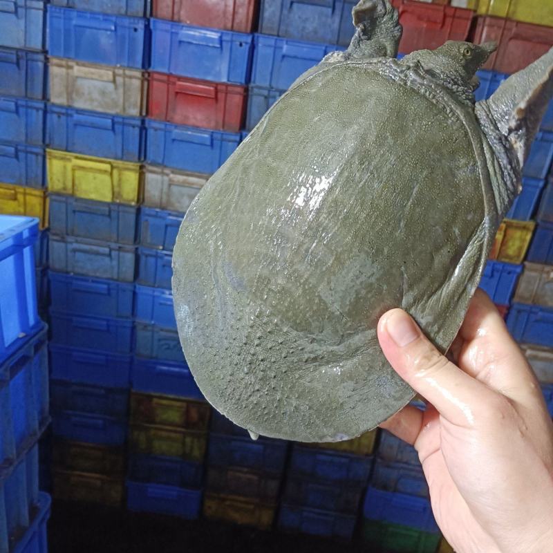 生态甲鱼，老母鱼，中华鳖，产地直发质量保证价格优惠