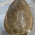 珍珠鳖，山瑞，山水，外塘甲鱼，大量供应批发25