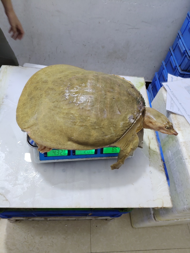 珍珠鳖，山瑞，山水，外塘甲鱼，大量供应批发25