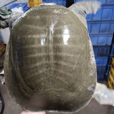 中华甲鱼，日本甲鱼，5年水库生态大甲鱼，支持批发零售