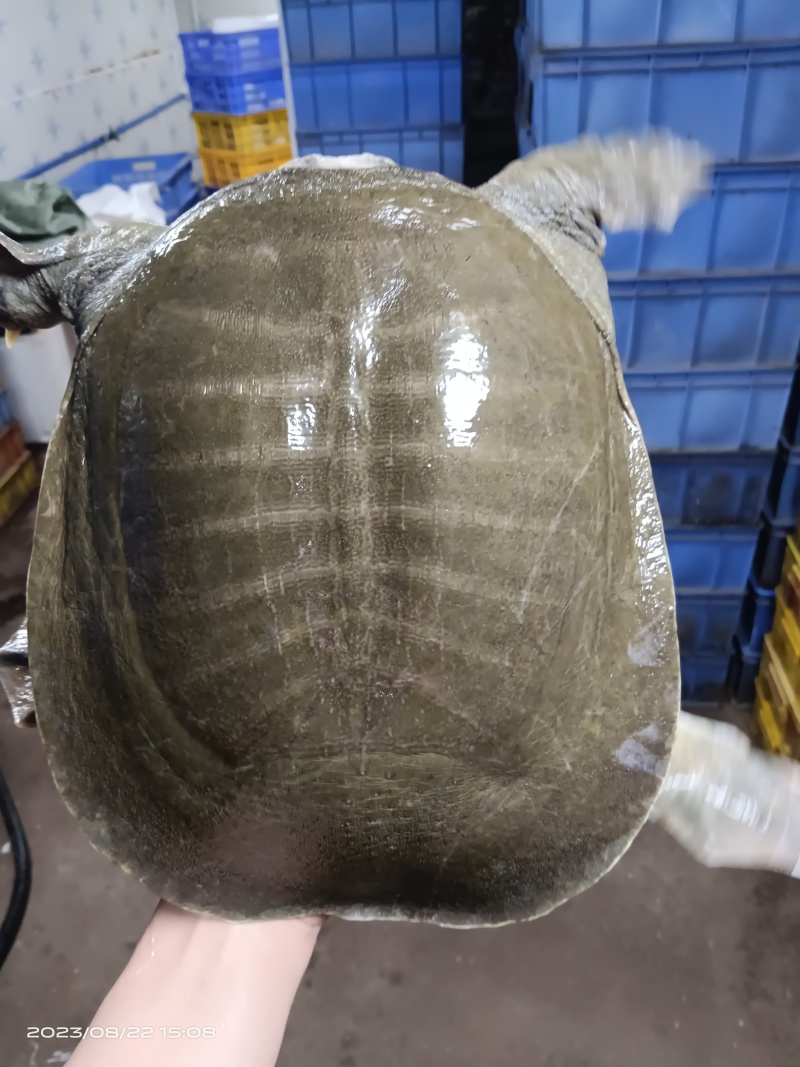 中华甲鱼，日本甲鱼，5年水库生态大甲鱼，支持批发零售