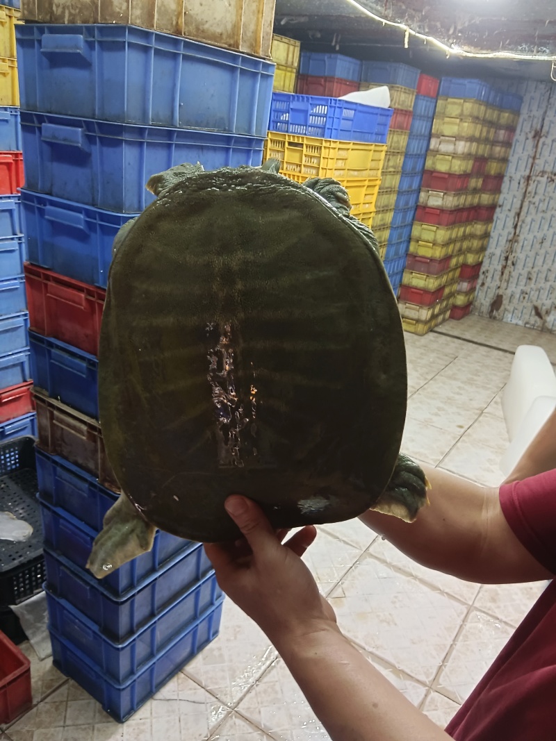 中华甲鱼，日本甲鱼，5年水库生态大甲鱼，支持批发零售