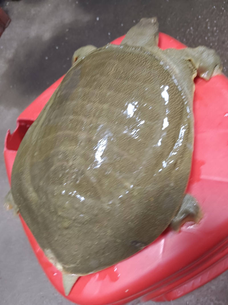 中华甲鱼，日本甲鱼，5年水库生态大甲鱼，支持批发零售