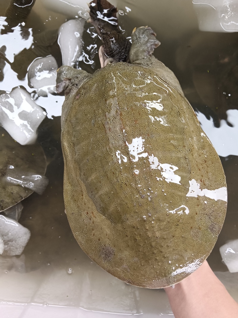 中华甲鱼，日本甲鱼，5年水库生态大甲鱼，支持批发零售