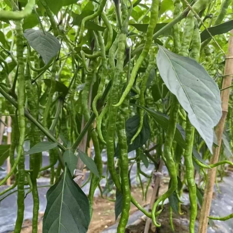 精品线椒黄贡椒，大量上市，品质保证，服务周到，诚信经营