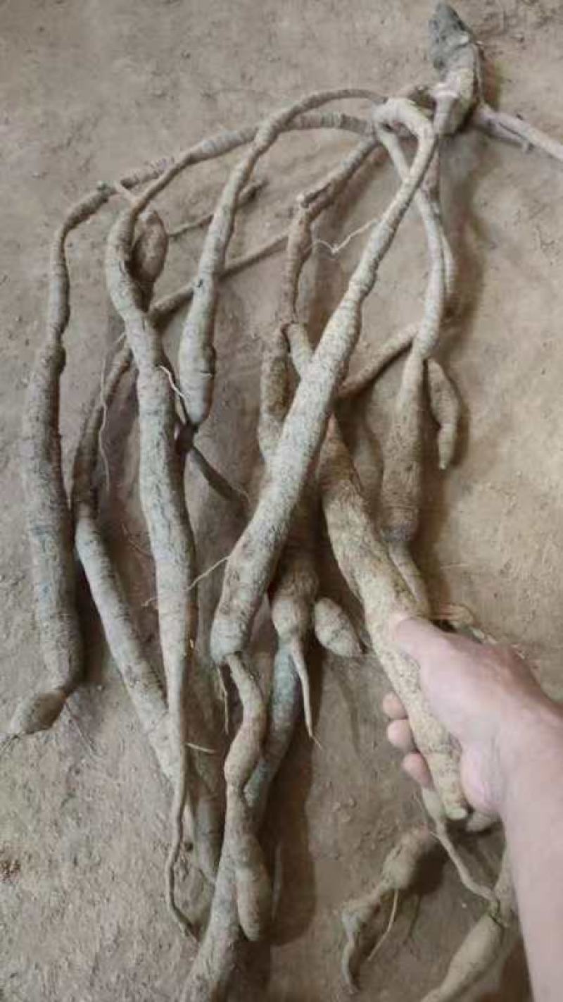 牛大力串牛，整棵