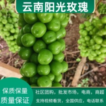 云南宾川阳光玫瑰产地供应，货源充足，可视频看货采购