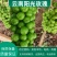 云南宾川阳光玫瑰产地供应，货源充足，可视频看货采购